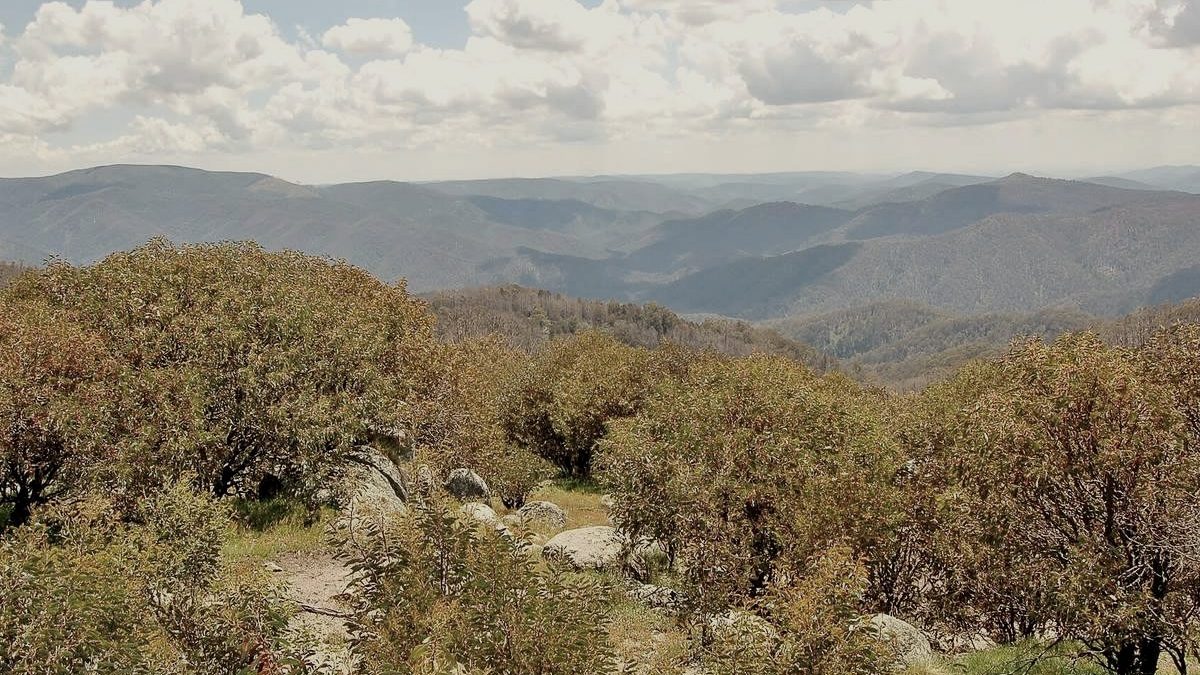 Alpine shrubs on Mt Stirling, ranges beyond