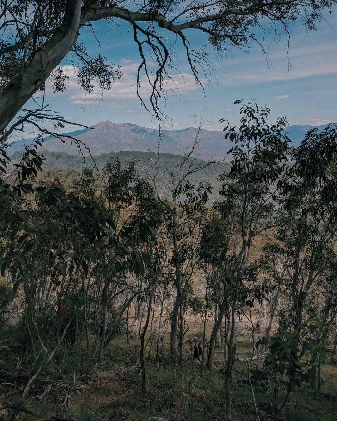 A single walker among snow gums in the Howqua Hills, with blue ranges beyond