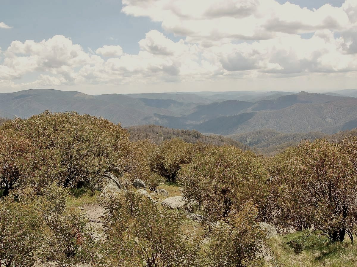 Alpine shrubs on Mt Stirling, ranges beyond