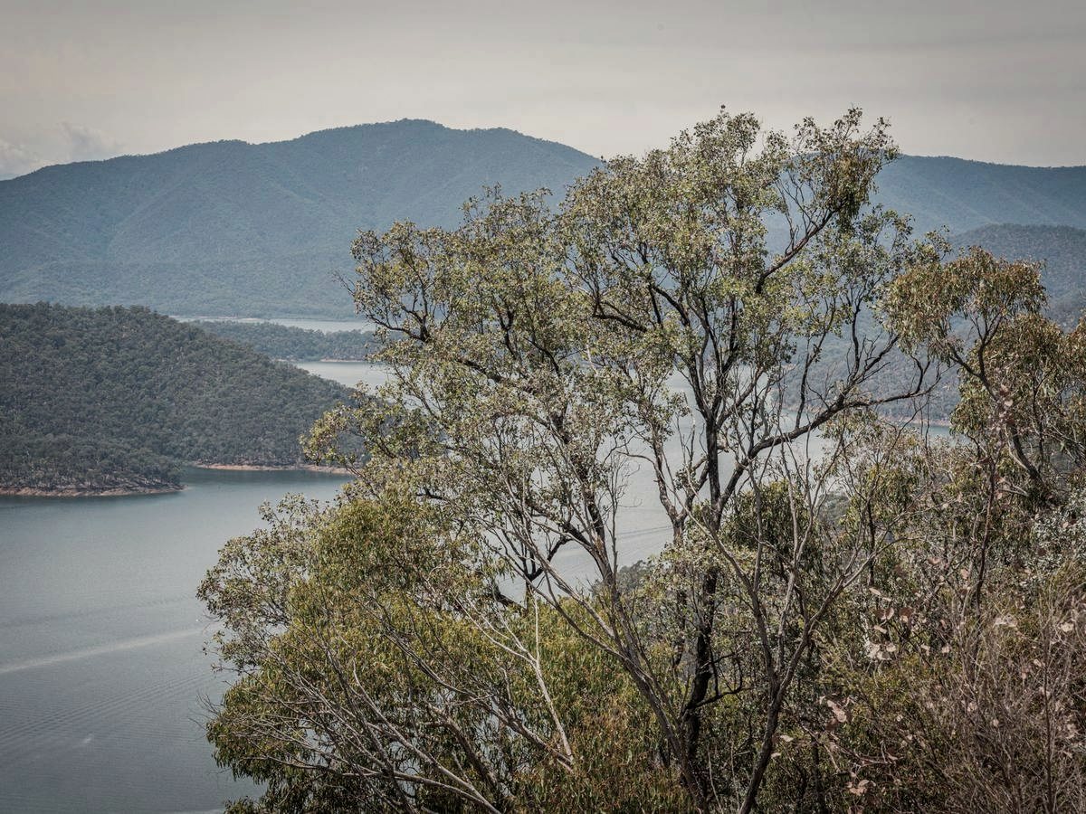 Eucalypts leaning over still water at Eildon