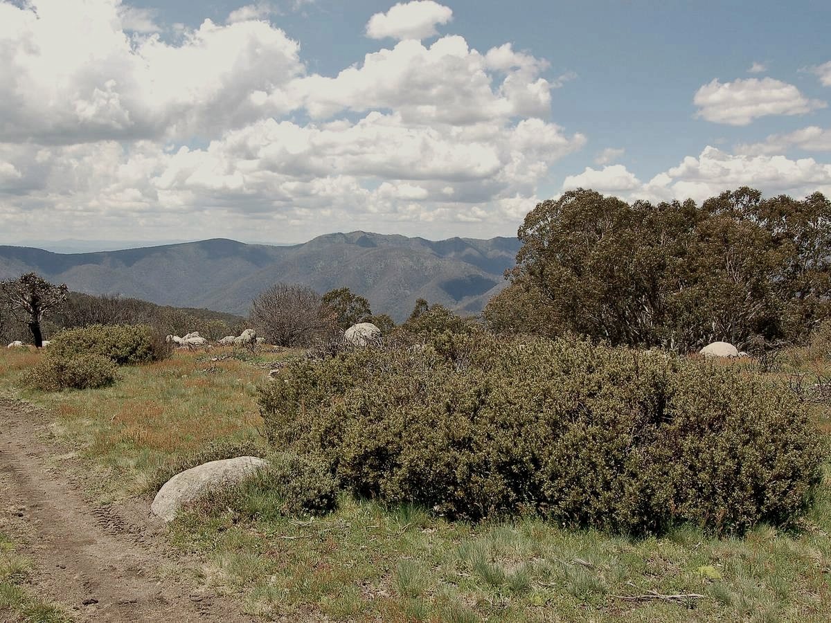 Summer grasses and shrubs on Mt Stirling, ranges beyond