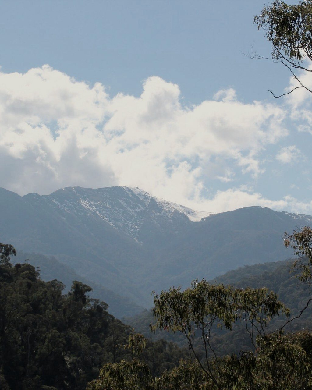 Mt Buller seen from the Howqua Valley, framed by eucalypts